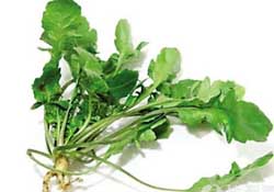 薺菜是什么菜？薺菜是什么野菜？