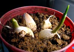 3月份可以種大蒜嗎？三月份種什么農(nóng)作物？