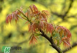 什么東西清火效果好？什么東西清火最快？