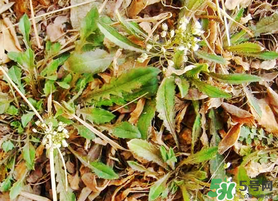 薺菜不能和什么一起吃？薺菜和什么相克？