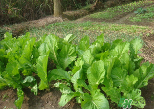 芥菜能和雞肉一起吃嗎？芥菜與雞肉同吃會(huì)中毒嗎？