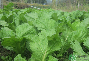 芥菜能和雞肉一起吃嗎？芥菜與雞肉同吃會(huì)中毒嗎？