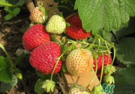 春天能種草莓嗎？春天可以種草莓嗎？