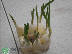 春天大蒜什么時候澆水？大蒜多久澆一次水？