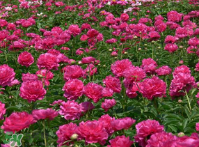 春天能種芍藥嗎？芍藥幾月種植？