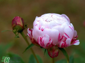 春天能種芍藥嗎？芍藥幾月種植？