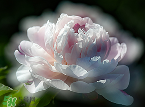 春天能種芍藥嗎？芍藥幾月種植？