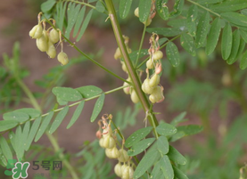 春天能吃黃芪嗎？春天吃黃芪好嗎？