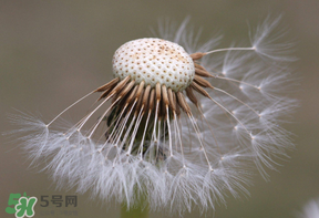 蒲公英多少錢一斤？蒲公英多少錢一克？