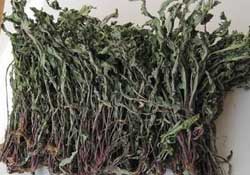 干的蒲公英多少錢一斤？蒲公英多少錢一斤干的？