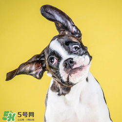 狂犬疫苗多少錢？狂犬疫苗價格？