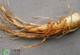 春天可以吃人參嗎？春季能進補人參嗎？