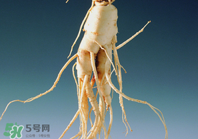 春天可以吃人參嗎？春季能進補人參嗎？
