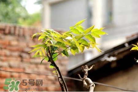 植樹節(jié)一般種什么樹？植樹節(jié)種什么樹比較好？