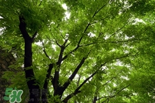 植樹節(jié)一般種什么樹？植樹節(jié)種什么樹比較好？