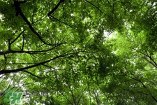 植樹(shù)節(jié)是為了紀(jì)念誰(shuí)？植樹(shù)節(jié)的由來(lái)和意義
