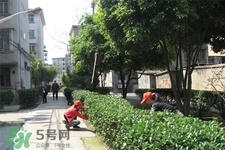 植樹(shù)節(jié)是為了紀(jì)念誰(shuí)？植樹(shù)節(jié)的由來(lái)和意義