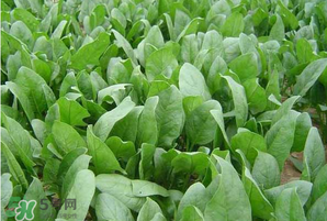 春天能種菠菜嗎？春天怎么種菠菜？