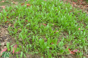 春天能種菠菜嗎？春天怎么種菠菜？
