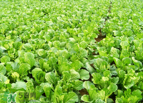 春天能種白菜嗎？春天白菜什么時(shí)間種植？