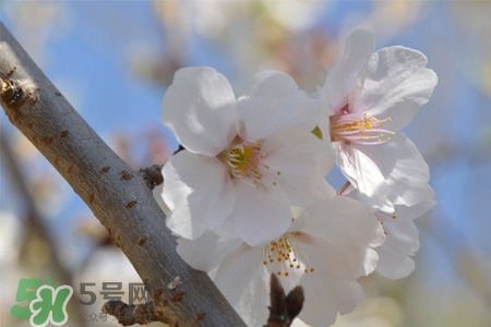 植樹(shù)節(jié)可以種什么花？植樹(shù)節(jié)種什么花好？