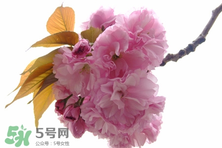 植樹節(jié)怎樣種樹？植樹節(jié)種植的方法及步驟