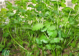 春天能種香菜嗎？香菜幾月份播種？