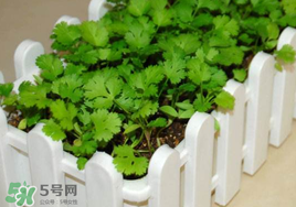 春天能種香菜嗎？香菜幾月份播種？