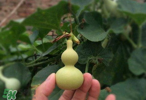 春天什么時(shí)候種葫蘆？葫蘆幾月種最好？