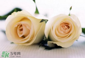 白色情人節(jié)送什么花？白色情人節(jié)送白玫瑰合適嗎？