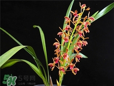 蘭花品種？蘭花有多少品種？