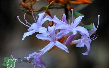 蘭花品種？蘭花有多少品種？