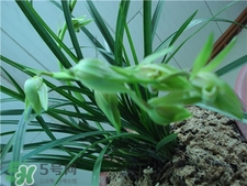 蘭花品種？蘭花有多少品種？
