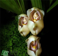 蘭花品種？蘭花有多少品種？