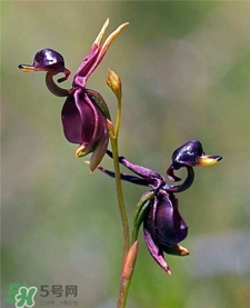 蘭花品種？蘭花有多少品種？