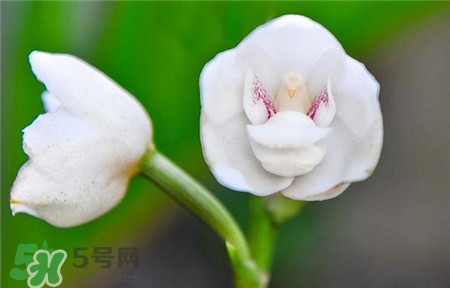 蘭花品種？蘭花有多少品種？