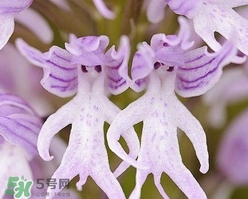 蘭花品種？蘭花有多少品種？