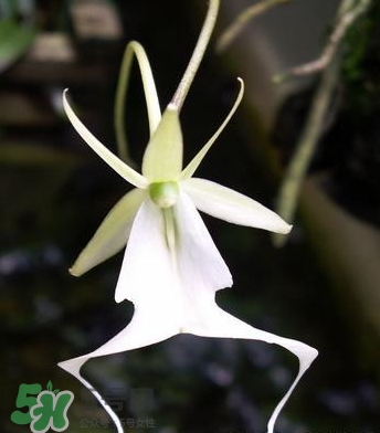 蘭花品種？蘭花有多少品種？