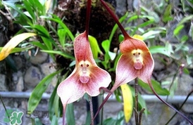蘭花品種？蘭花有多少品種？