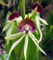 蘭花品種？蘭花有多少品種？