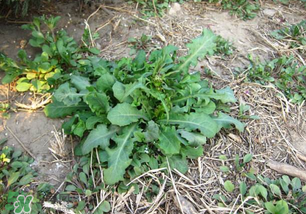春天吃什么野菜好？春天吃什么野菜降血壓？