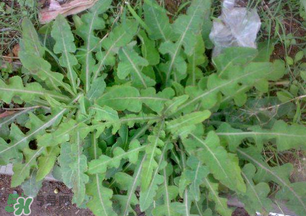 春天吃什么野菜好？春天吃什么野菜降血壓？
