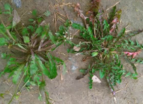 野生薺菜幾月份有？野生薺菜什么時(shí)候有？