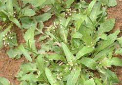野生薺菜幾月份有？野生薺菜什么時候有？