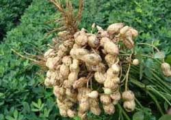春天能種花生嗎？春天什么時(shí)候種花生？