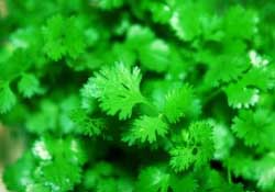 春天能種香菜嗎？香菜幾月份播種？