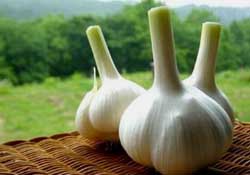 大蒜爛了一點(diǎn)還能吃嗎？大蒜爛根是怎么回事？