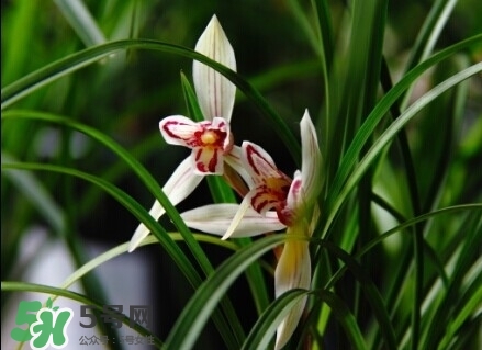 蘭花怎么養(yǎng)？蘭花怎么種？