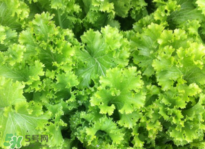 春天能種生菜嗎？生菜春天可以種嗎？