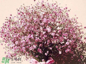 春天能種滿天星嗎？什么時候最適合種植滿天星？